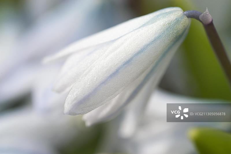 盛开的白星海葱图片素材