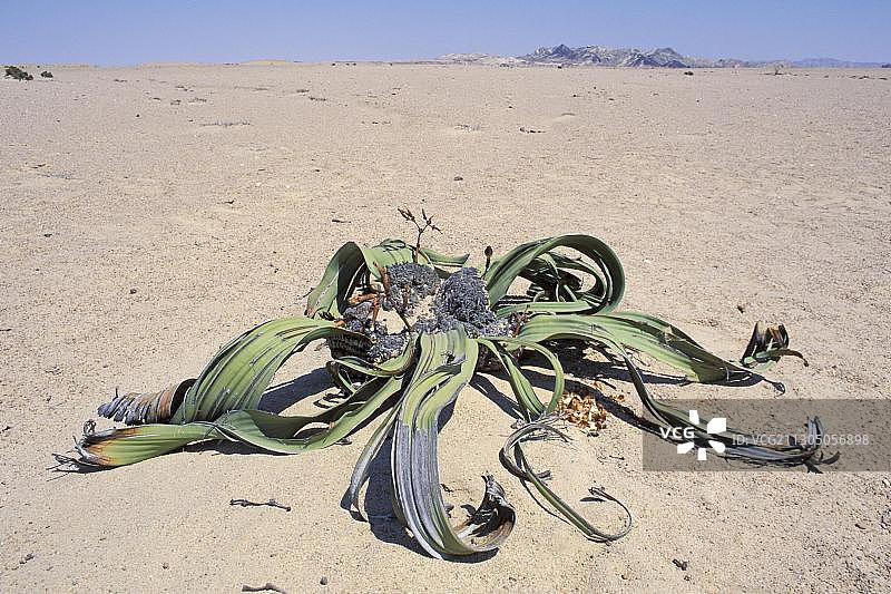纳米比亚百岁兰植物图片素材