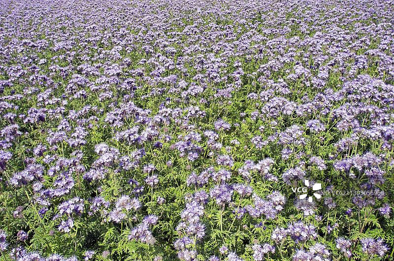 用作有机肥或绿肥的法赛丽亚图片素材