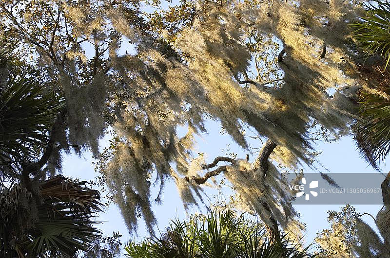 佛罗里达州Myakka River州立公园的西班牙苔藓图片素材
