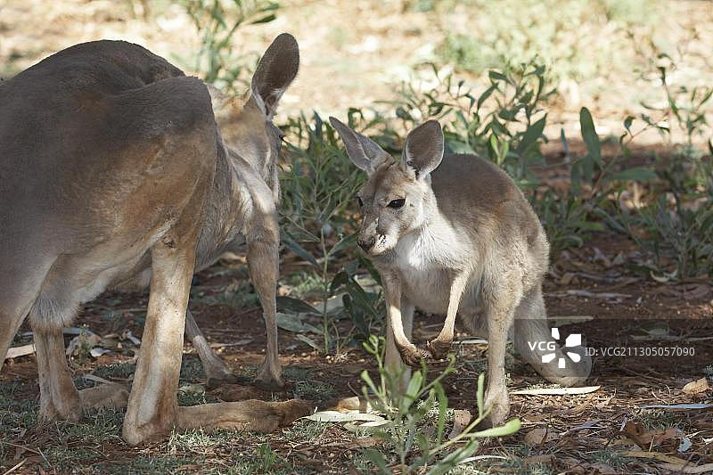 袋鼠幼崽图片素材