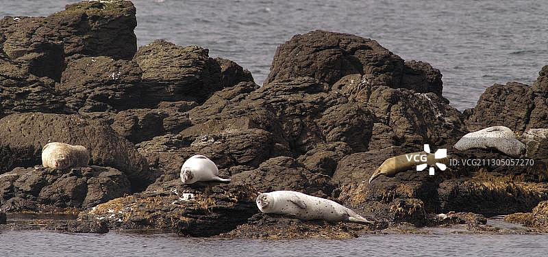 冰岛瓦特恩斯半岛欣迪斯维克废弃农场的灰色海豹图片素材
