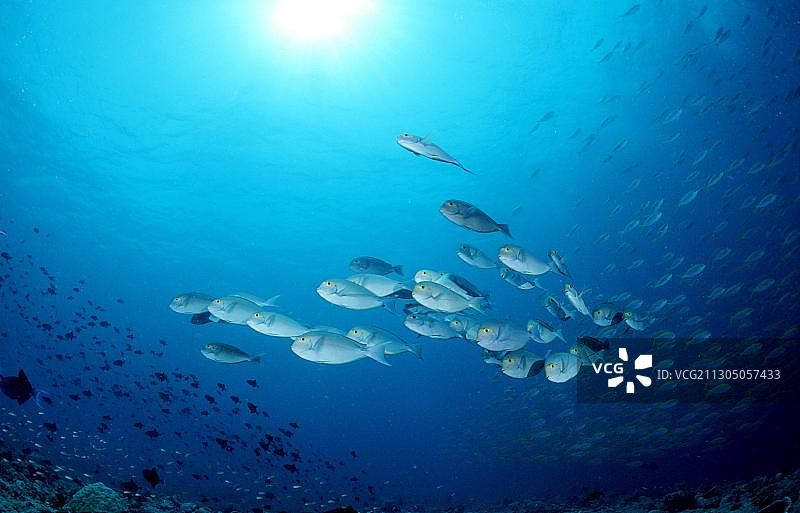 长身刺尾鱼图片素材