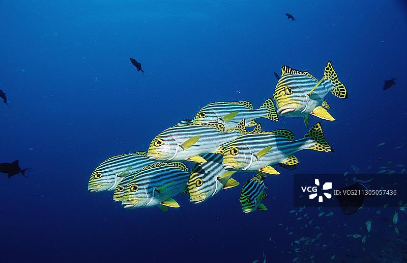 东方石鲈图片素材