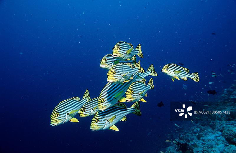 东方石鲈图片素材