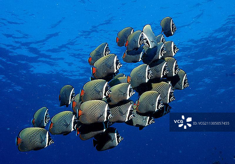 领蝴蝶鱼图片素材