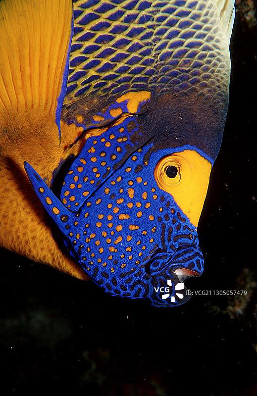 黄mask神仙鱼图片素材