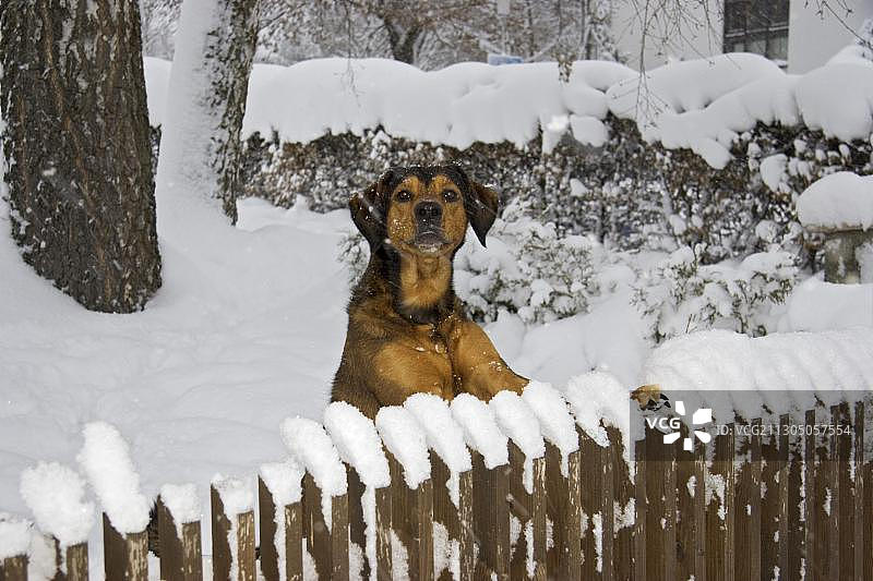 在雪地巴伐利亚德国花园栅栏旁的狗图片素材
