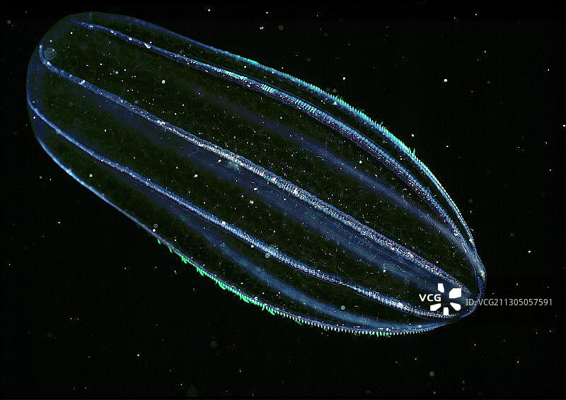 栉水母图片素材