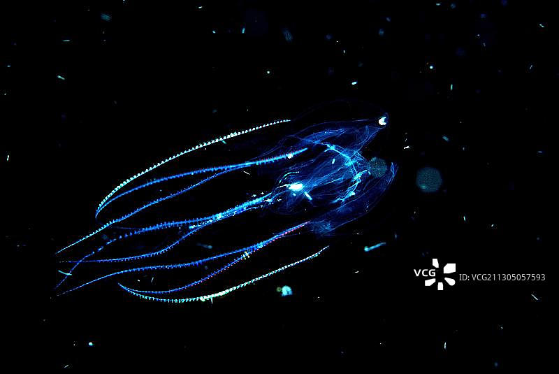 栉水母图片素材