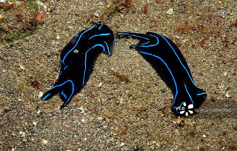 两种海麒麟图片素材