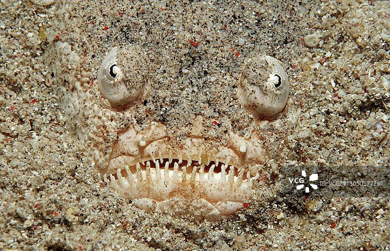 大理石纹双带瞻星鱼图片素材