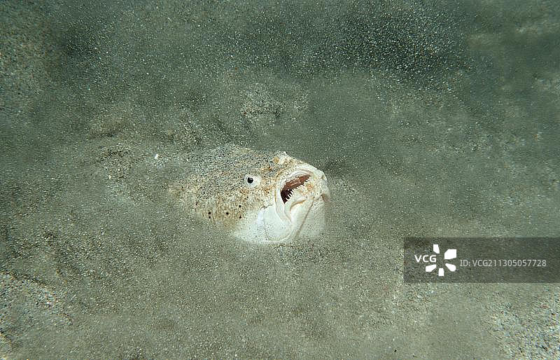 大理石纹双带瞻星鱼图片素材