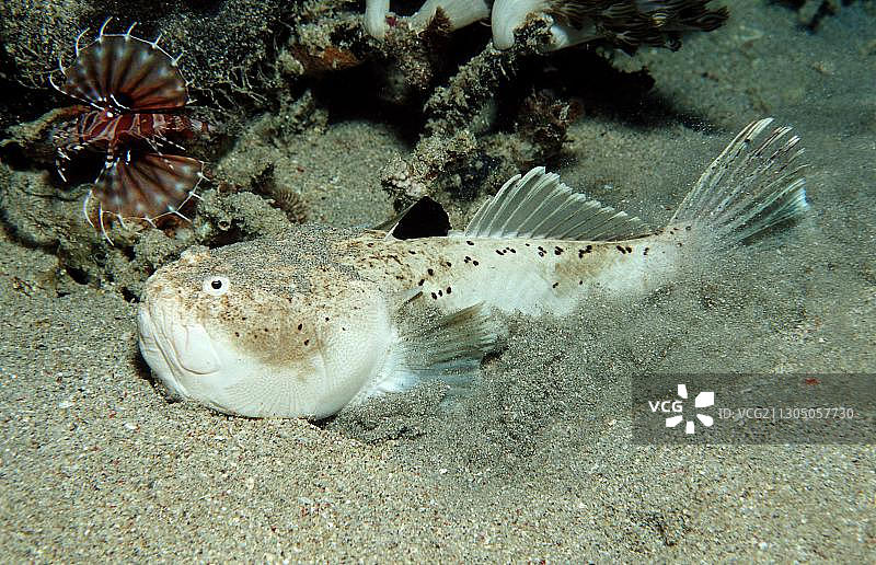 大理石纹双带瞻星鱼图片素材