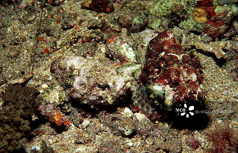 一对魔鬼蝎子鱼图片素材