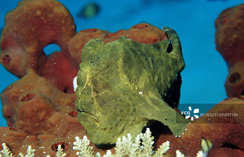 康氏躄鱼图片素材