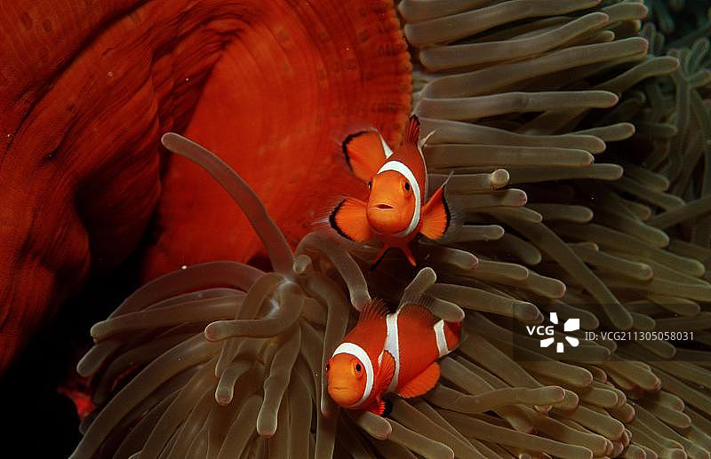 两只眼斑海葵鱼图片素材