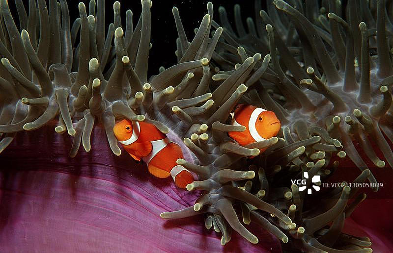 两只眼斑海葵鱼图片素材