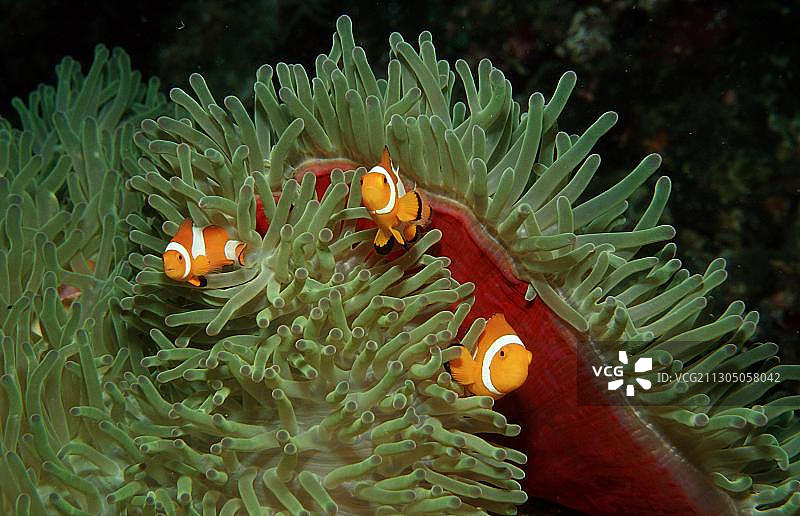 三只眼斑海葵鱼，小丑鱼图片素材