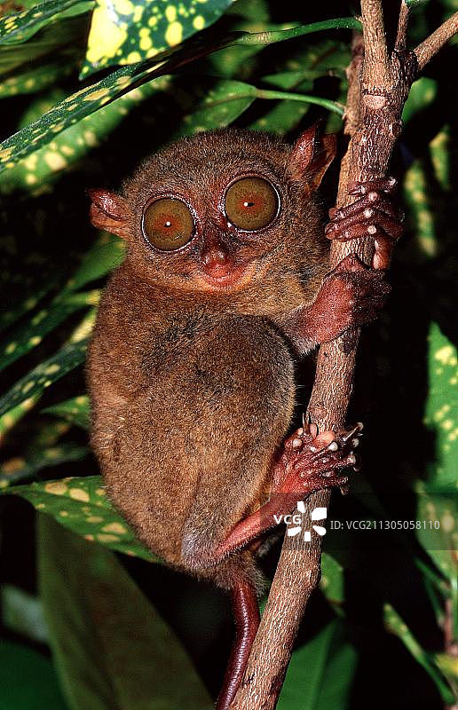 眼镜猴图片素材