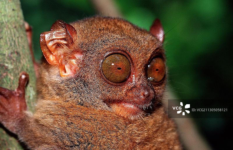 眼镜猴图片素材