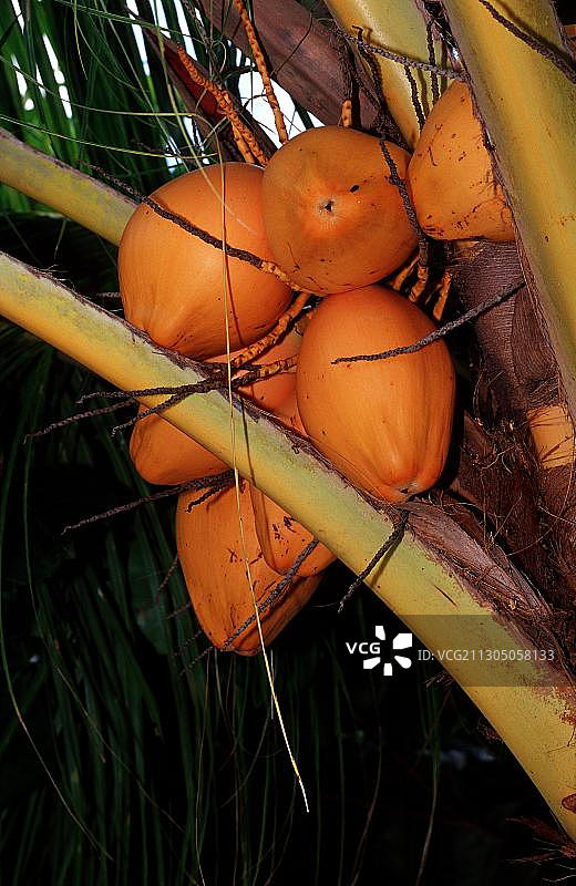 椰子树上的椰子图片素材