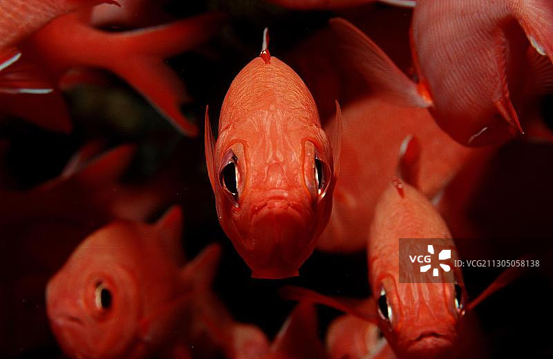 斑眼海鲤图片素材