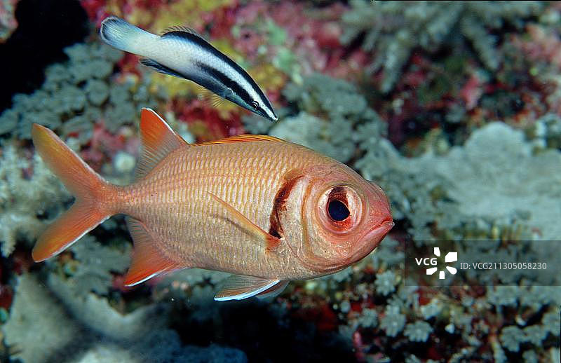 肩斑海金鱼和清洁鱼图片素材