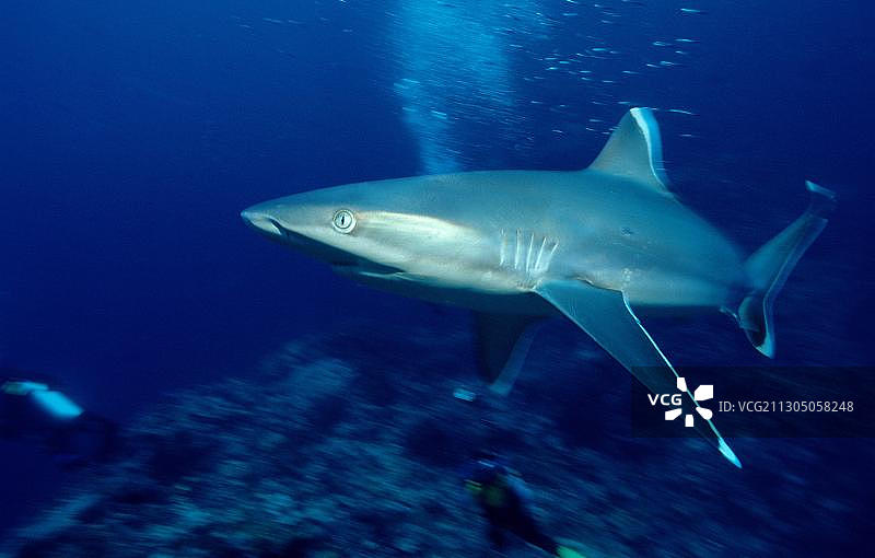 白鳍鲨图片素材