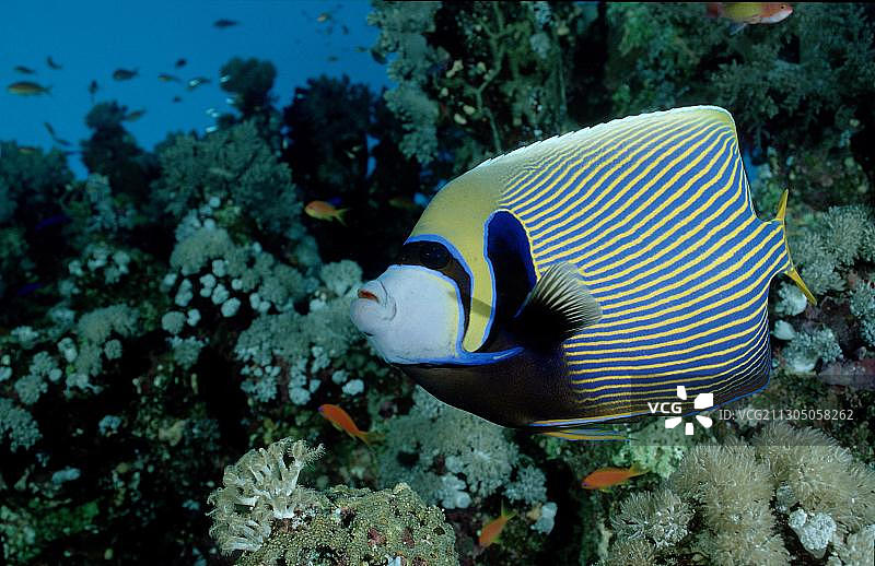 皇帝神仙鱼图片素材