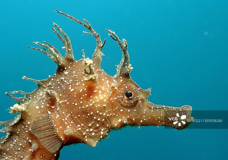 海马 Hippocampus guttulatus图片素材