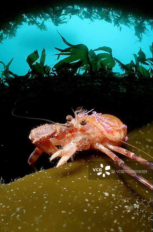 普氏寄居蟹图片素材
