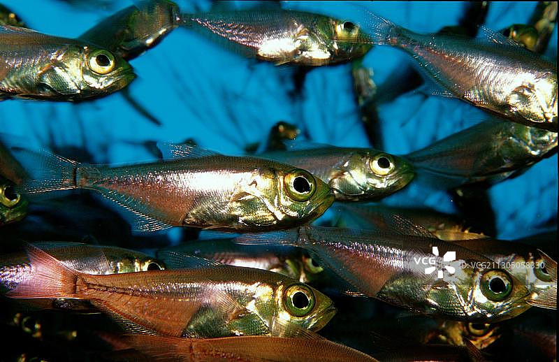 小扫帚鱼图片素材