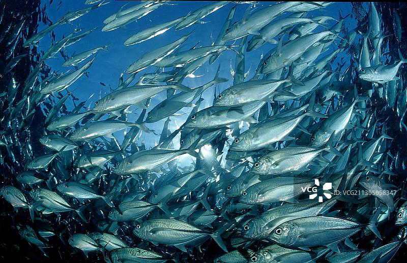 大眼鲹(Caranx sexfasciatus)图片素材