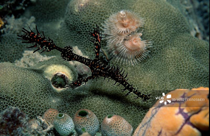 奇异海龙图片素材