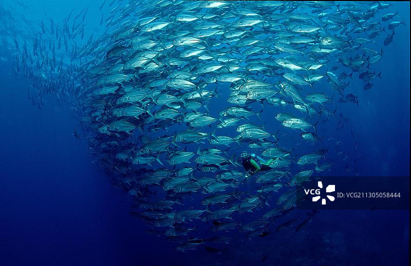 大眼鲹与水肺潜水员图片素材
