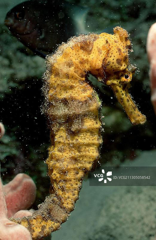 雷氏海马图片素材