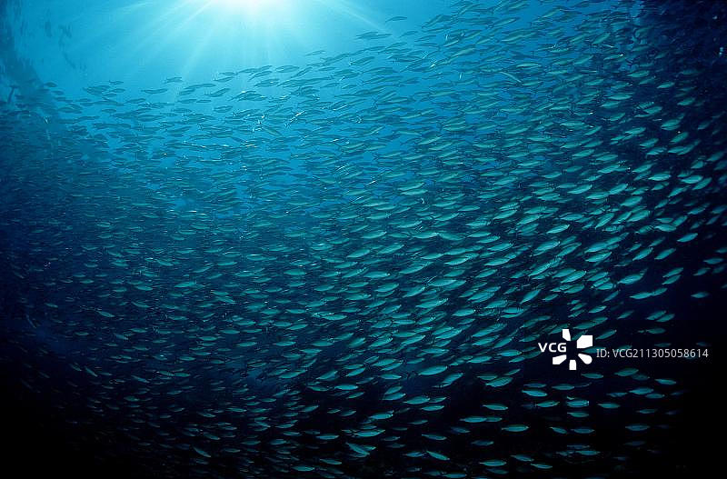 金带双线鮨图片素材