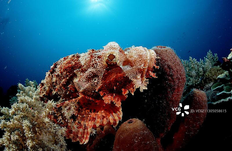 缨须蝎子鱼图片素材