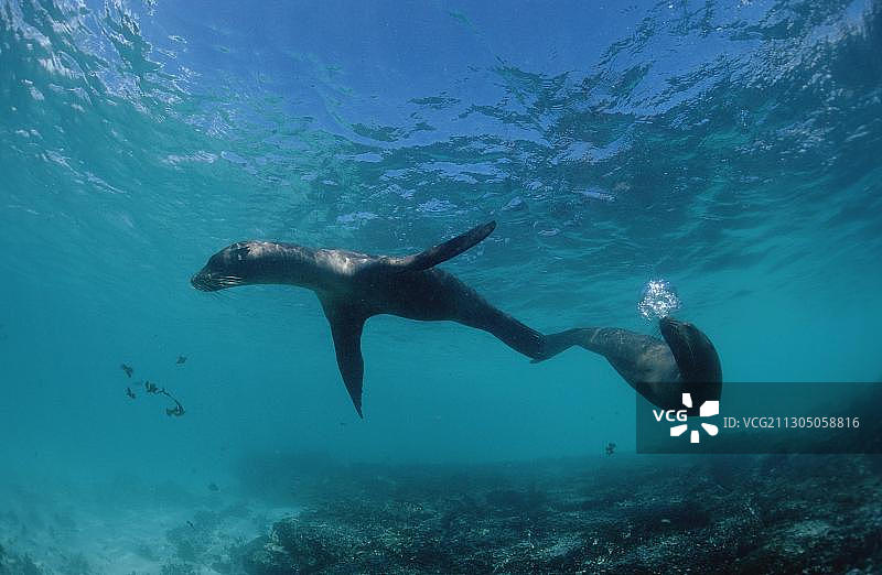 加拉帕戈斯毛皮海狮图片素材