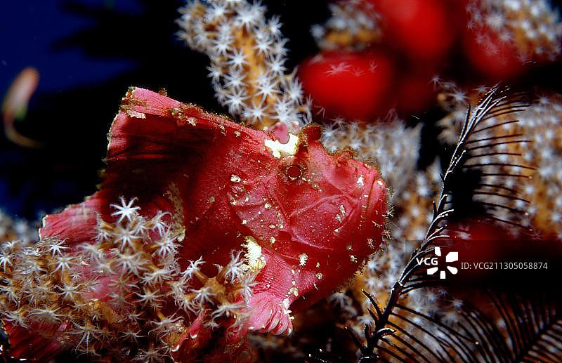 三棘蓑鲉图片素材