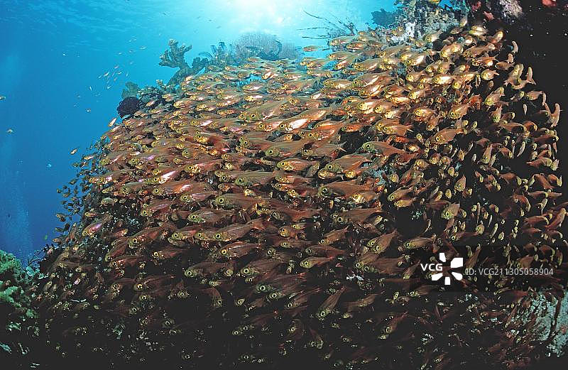 小拟雀鲷鱼群图片素材