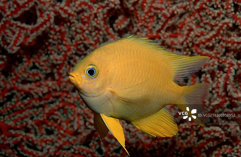 金色雀鲷图片素材