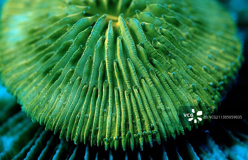 荧光蘑菇珊瑚，珊瑚荧光图片素材