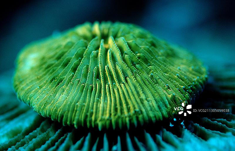 荧光蘑菇珊瑚，珊瑚荧光图片素材