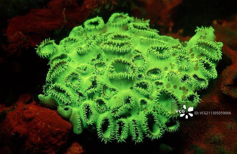 荧光珊瑚虫，珊瑚荧光图片素材
