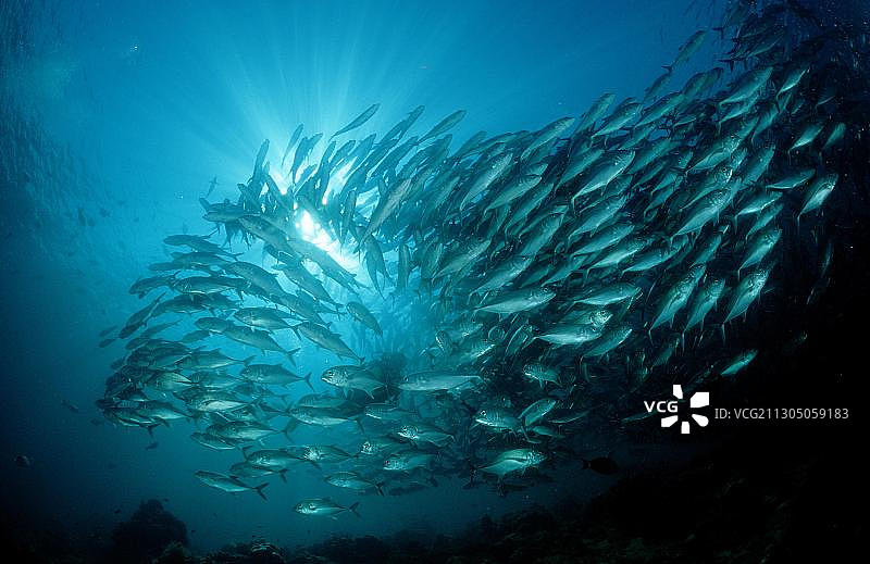 大眼鲹(Caranx sexfasciatus)图片素材