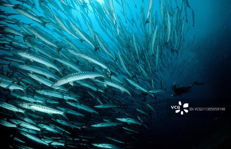 黑鳍金梭鱼和水肺潜水员图片素材
