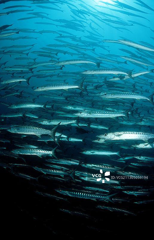 黑鳍金梭鱼图片素材