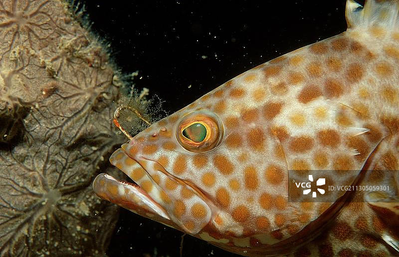 油腻的石斑鱼，嘴里含着旧渔钩图片素材